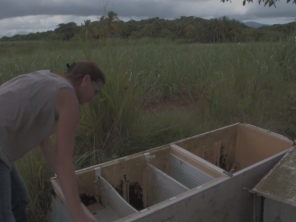 Le recyclage des DEEE en Guadeloupe