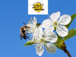 m_abeille-un-toit-pour-les-abeilles